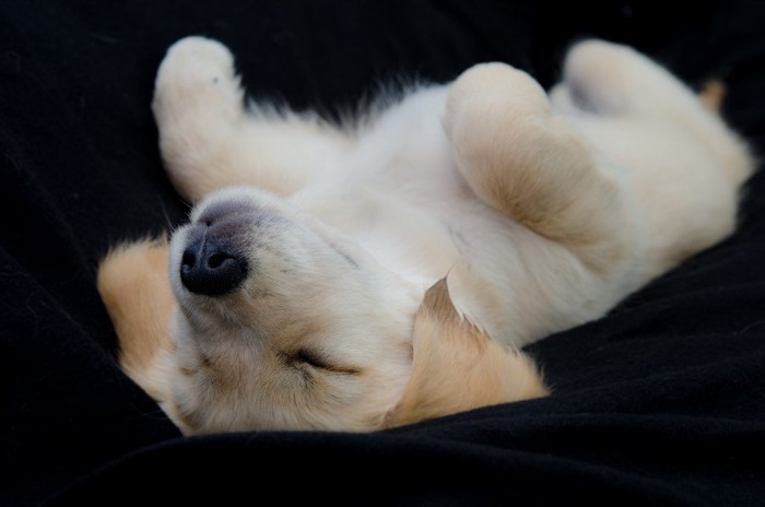 爆睡するゴールデン・レトリーバーの子犬