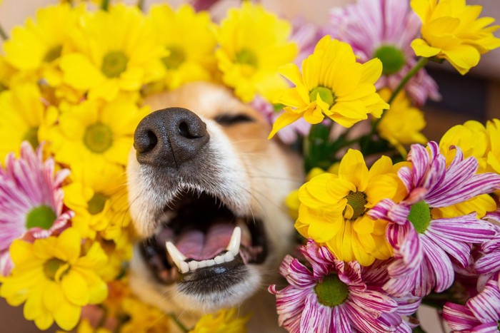 花からひょっこり顔を出している犬