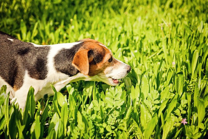 草むらに入って草を食べる犬