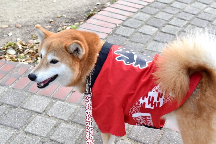 赤いハッピ姿の散歩中の柴犬