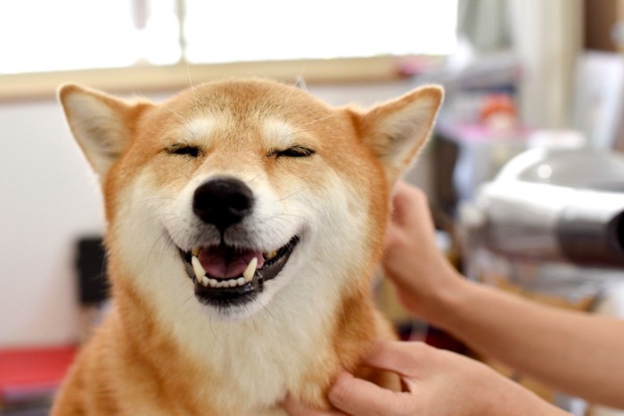 犬のトリミング中笑顔な犬