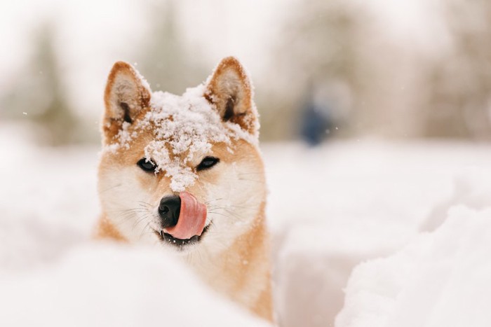 雪の中で舌を出す柴犬