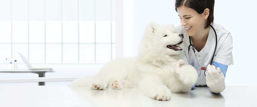 笑顔の獣医さんと見つめ合う白い犬