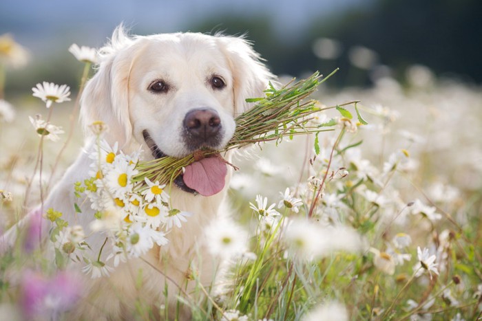 花を加える犬