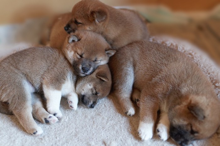 眠る柴犬の子犬たち