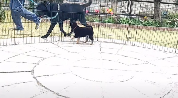 庭で遊ぶ犬
