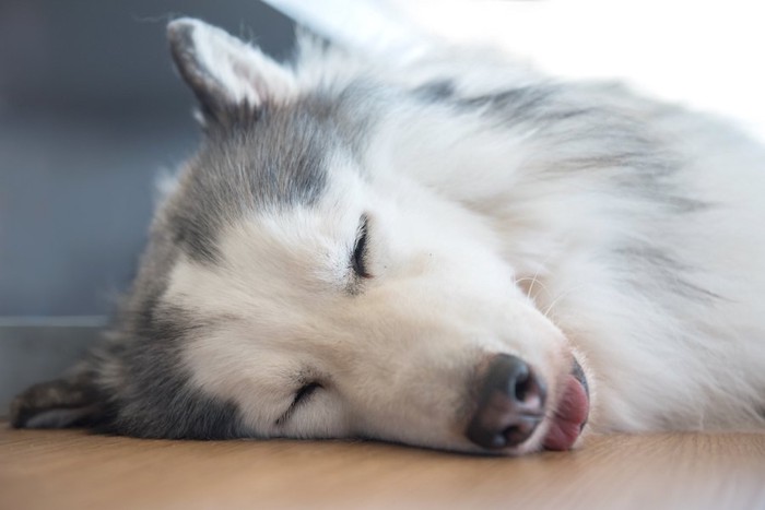 床で舌を出したまま眠っている犬