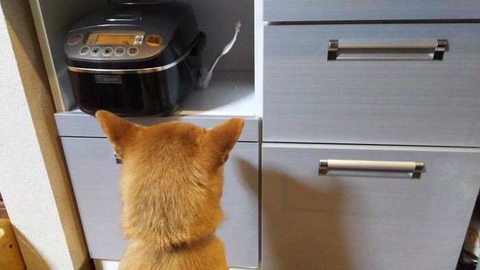 炊飯器を見つめる柴犬