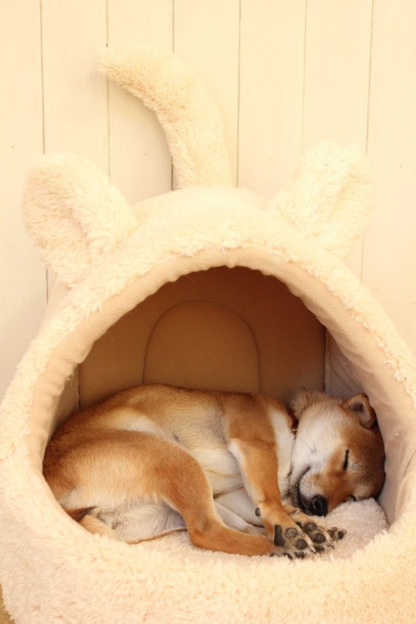 ドームタイプのベッドで眠る柴犬