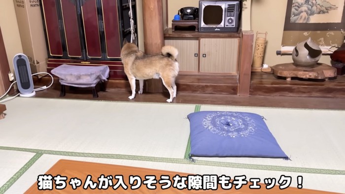 和室で柱と箪笥の隙間を見ている柴犬