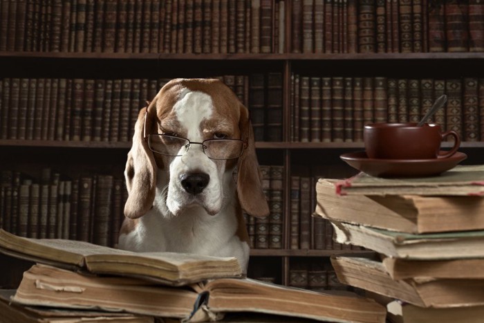 メガネをかけた犬とたくさんの本