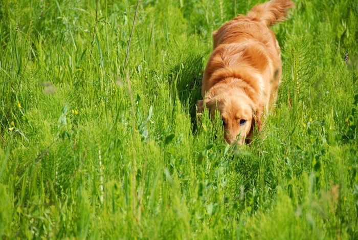 草に隠れる犬