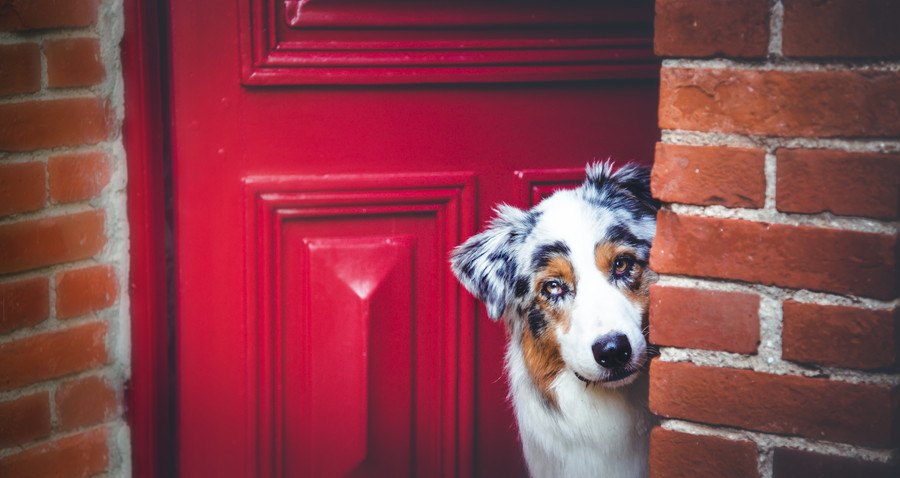 玄関の隙間からこちらを見る犬