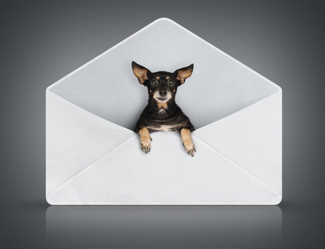 封筒のオブジェと犬