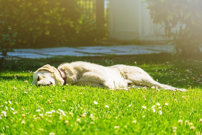 芝生で眠る犬