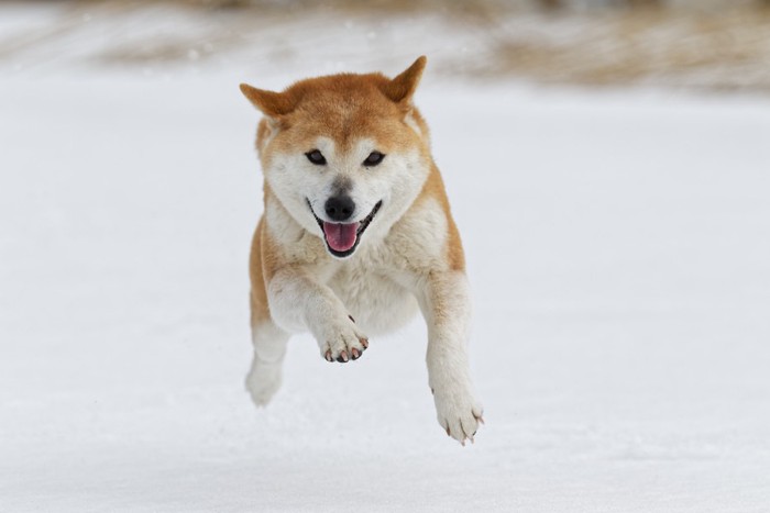 雪の中で遊ぶ柴犬