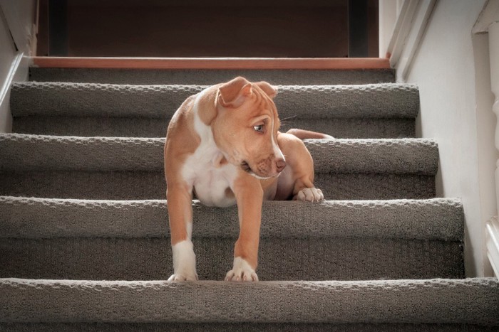 階段に座り込む犬