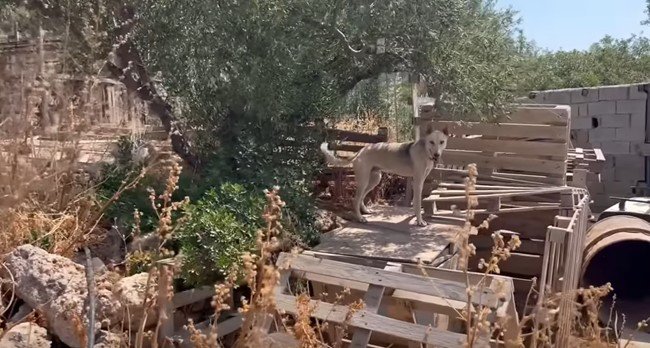 犬小屋に登って見つめる犬