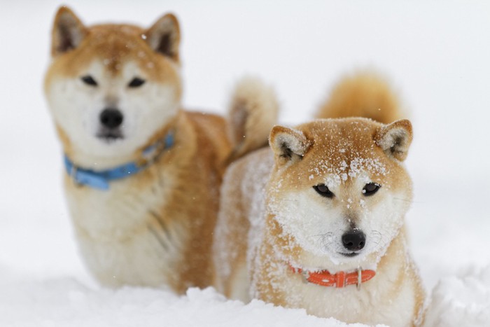 雪の中を歩く2匹の犬