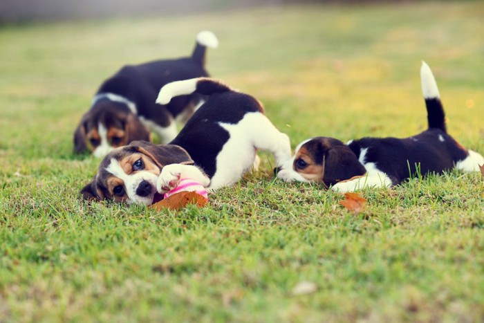 一緒に芝生で遊ぶ子犬たち