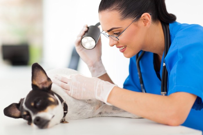 女性の獣医と皮膚の診察を受けている犬