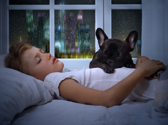雨の降る中、部屋で飼い主と寝る犬