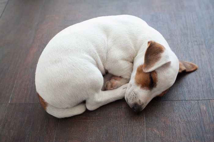 床暖房で眠る犬