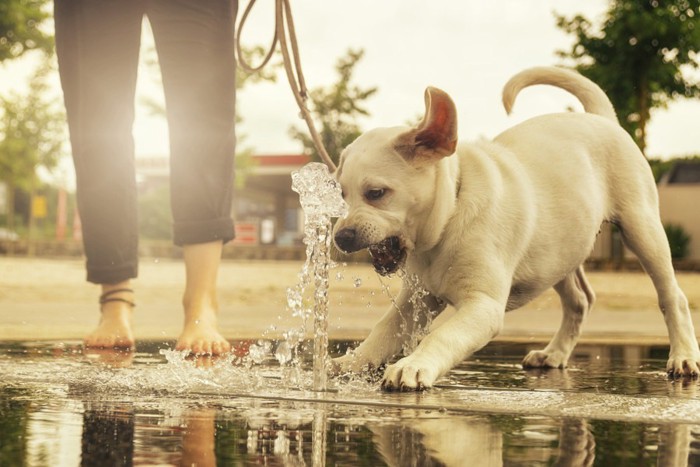 噴水で遊ぶ子犬