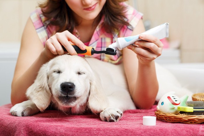 歯ブラシに歯磨き粉を付ける飼い主と犬