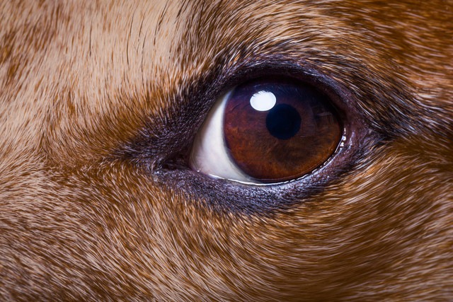 犬の眼球