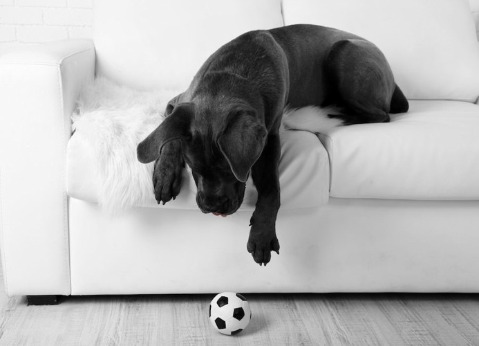 ソファーの上からサッカーボールに手を伸ばす黒い犬