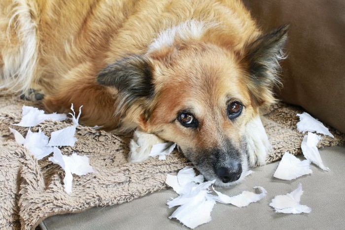 紙を撒き散らしていたずらをした犬