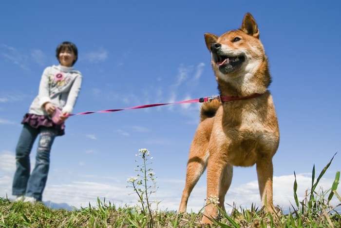 散歩をする飼い主と犬