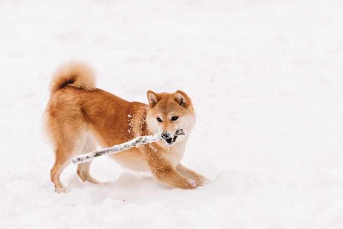 雪、枝をくわえた柴犬