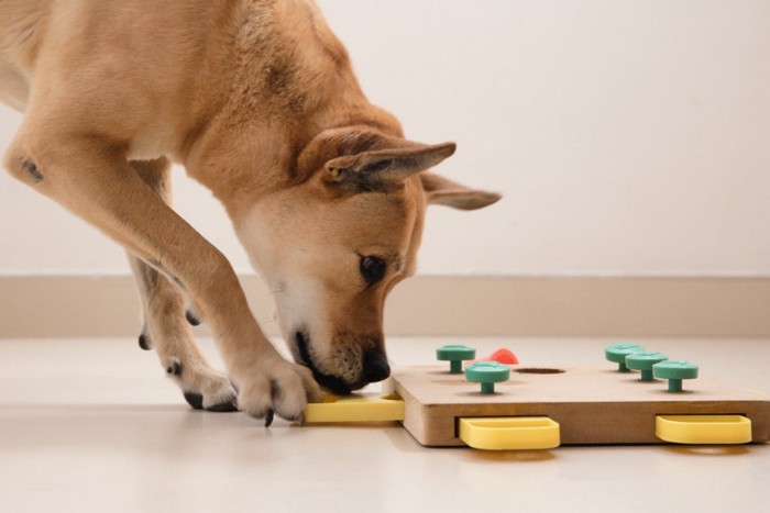 フードパズルに挑戦する柴犬