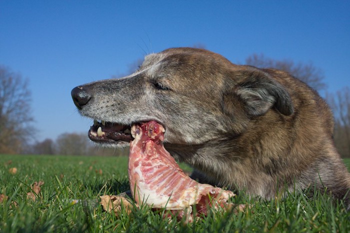 芝生の上で生肉を食べている犬
