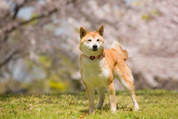 桜の前に立つ柴犬