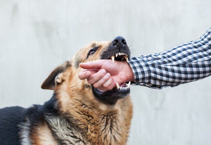 犬に手を噛まれる人間