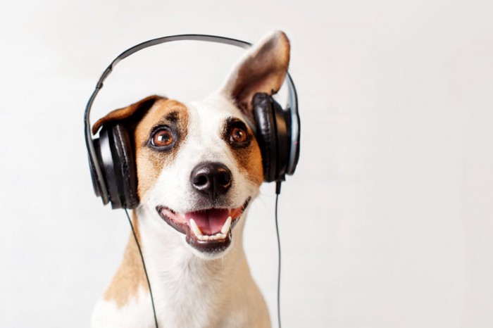 ヘッドフォンで音楽を聴く犬