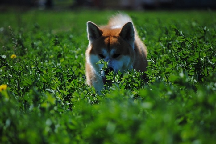 草原を走る秋田犬