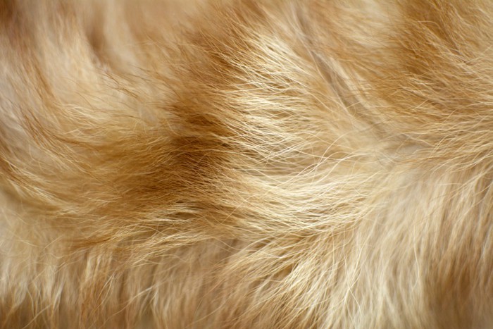 犬の毛