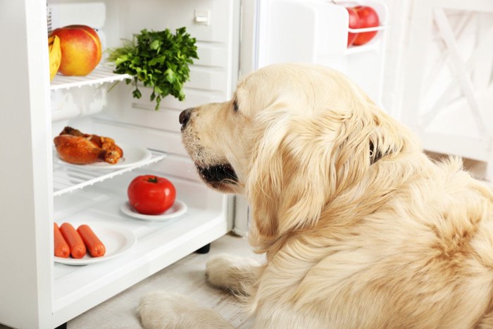 冷蔵庫を見る犬