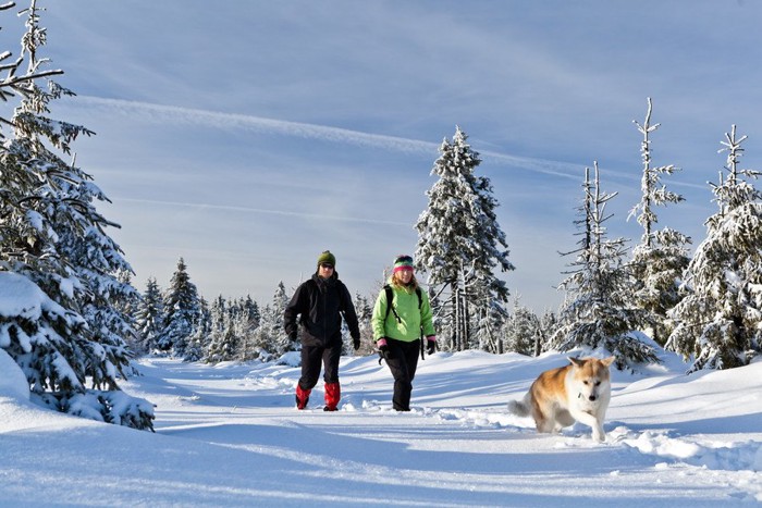 雪の中を歩く犬と女性と男性