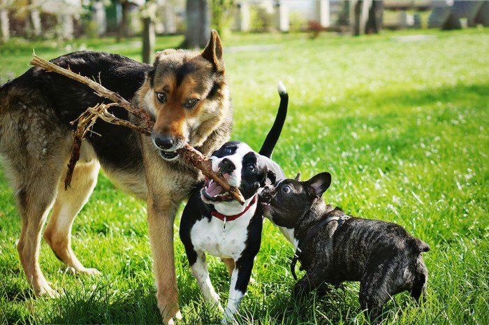 木の枝をくわえて遊ぶ三頭の犬