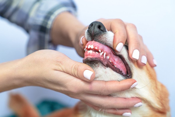 歯茎を見られる犬