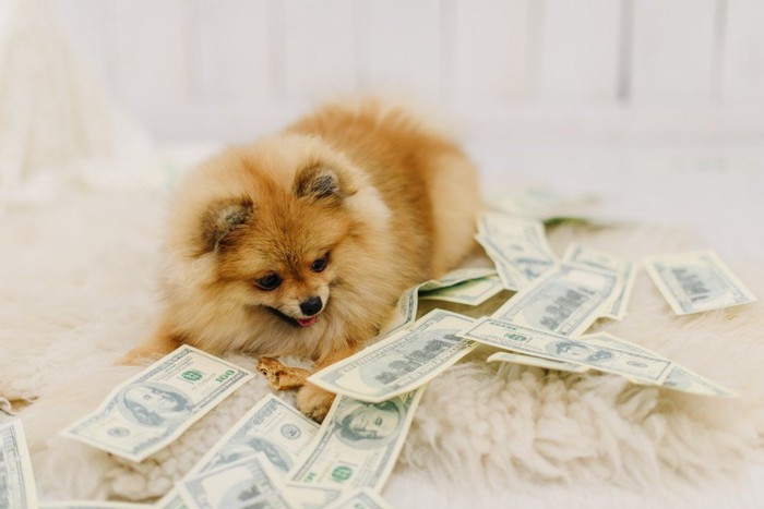 お金を見つめる犬