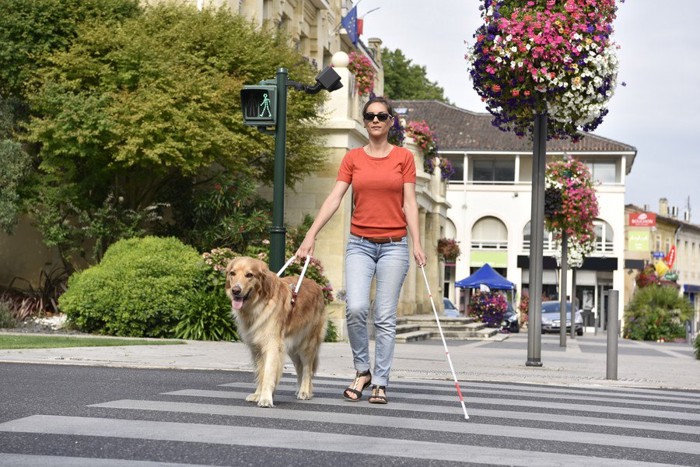 横断歩道を渡る女性と犬