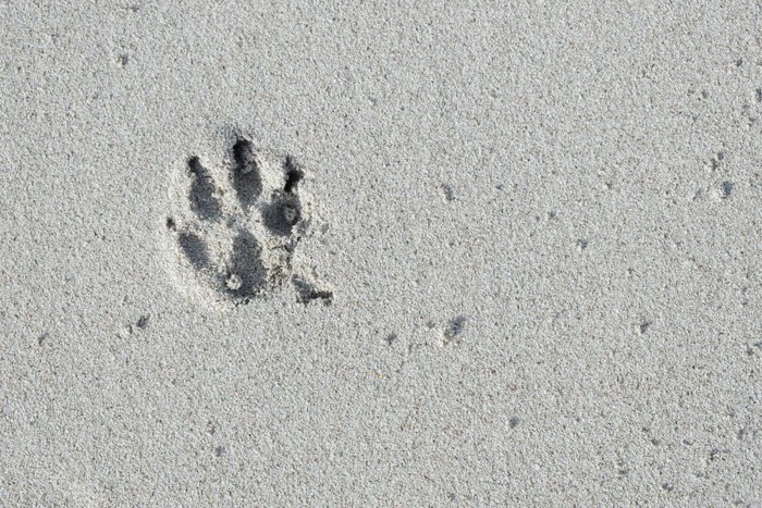 犬の足跡、砂の上