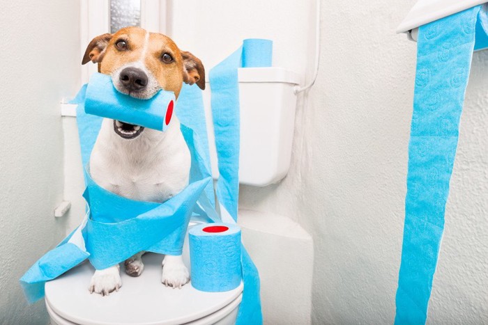 トイレに座り青いペーパーをくわえる犬