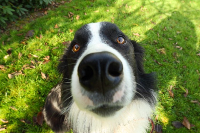 犬の鼻のアップの写真 